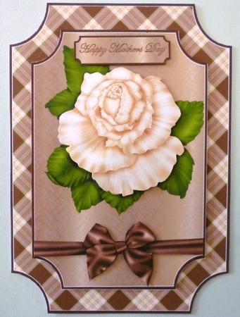 Stunning Cream Bloom by Michelle Chivers