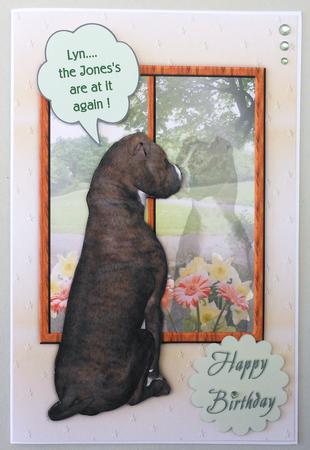 Staffy Dog Looking Out the Window Birthday by Michelle Chivers
