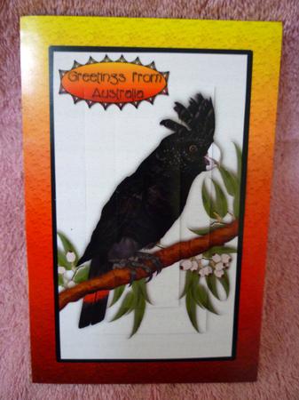 Australian Red Tail Black Cockatoo Greeting by Michelle Chivers