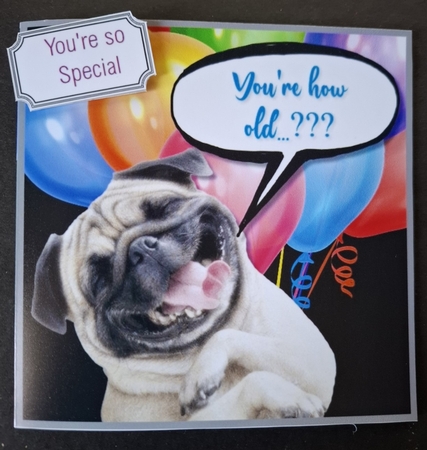 Pug....Youre how old..????? by Michelle Young