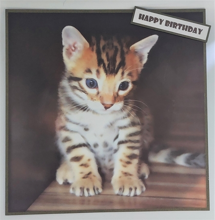 Cute Cat Quick Card 7 by Michelle Young