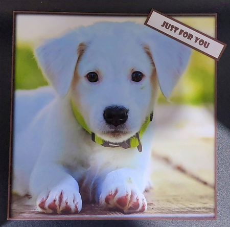 Cute Dog Quick Card 7 by Michelle Young