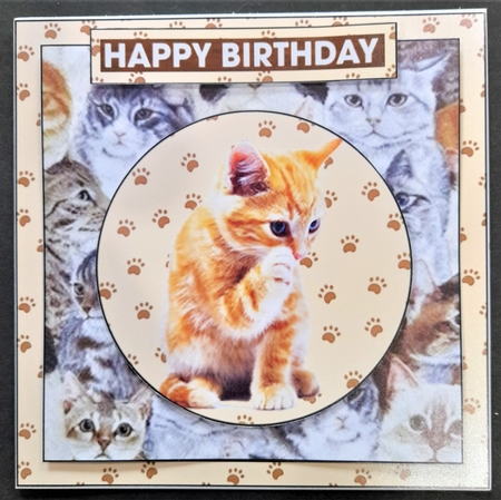 Kitty Kitty Kit by Michelle Young