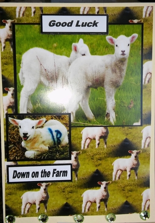 Spring Lambs by Moira Paterson  (Ornella)