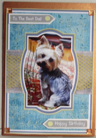 Yorkshire Terrier by Moira Paterson  (Ornella)