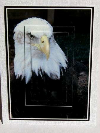 Bald Eagle Pyramid Sheet by Nancy Boatwright