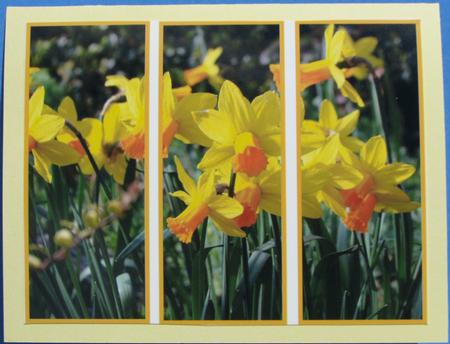 Daffodil Panel by Nancy Boatwright