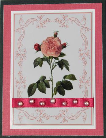 Beautiful Light Pink Rose A4 Topper/card by Nancy Boatwright