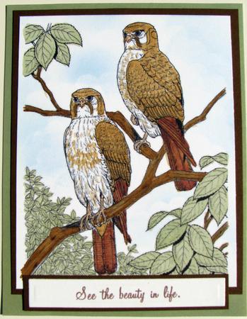 Digi Stamp - Birds 3 by Nancy Boatwright