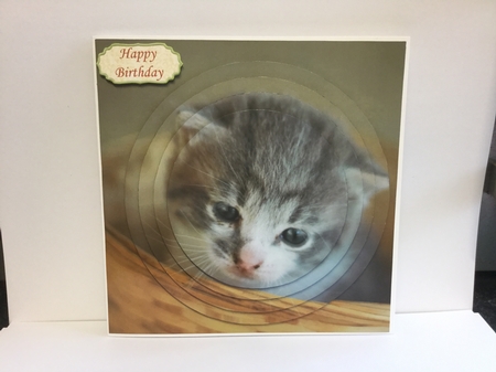 Furry Friends & Familiars-kittens-you Sure This Isn't Mine + by Michelle Wesley
