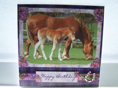 Horses Mother & Baby Featured Gallery Photo