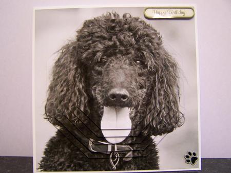 Furry Friends & Familiars - Dogs - Black Poodle Insert & Tag by Michelle Wesley