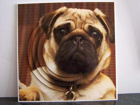 Furry Friends & Familiars - Dogs - 3D Pug 2 Pyrimage + Tag + by Michelle Wesley