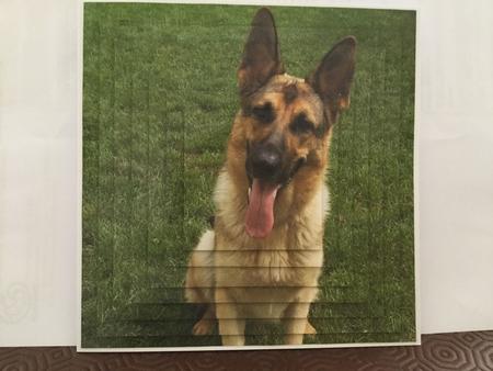 Furry Friends & Familiars - Dogs - German Shepherd Pyrimage+ by Michelle Wesley