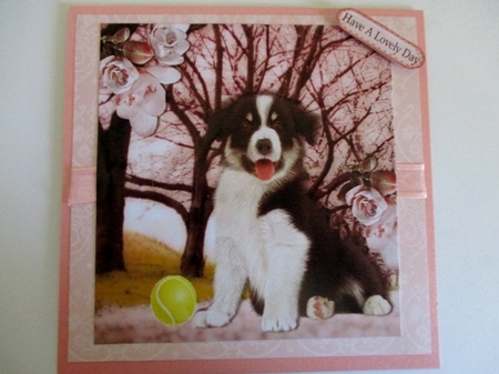 Cute Border collie puppy with ball in the park 8x8 by Pam Ogilvy