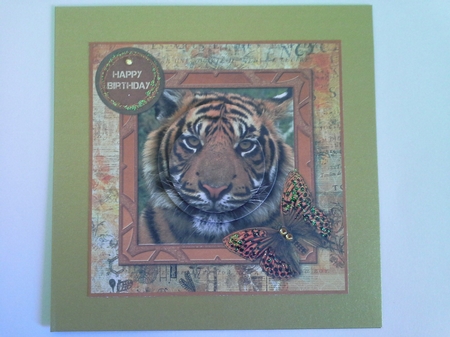 Tiger Butterfly Male Mini Kit by Pam Ogilvy
