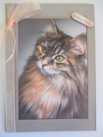 Cat A4 3 by Pam Ogilvy