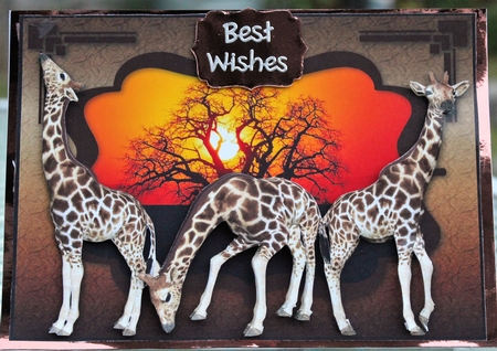 Africa - Giraffes by Pam Sperling