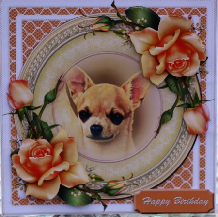 Chihuahua by Pam Sperling