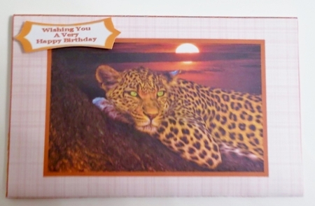 The Leopard Resting At Sunset - Money Wallet by Pam Stubley