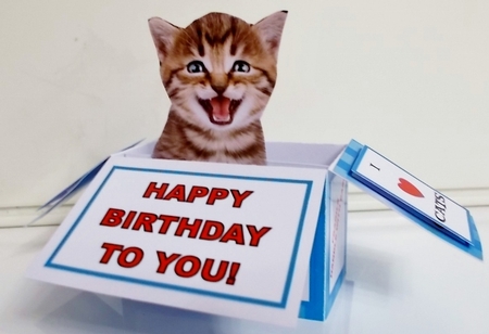 Laughing Kitten In A Blue Box - Box card Kit With Greetings Tags, Instructions And Matching Envelope by Pam Stubley