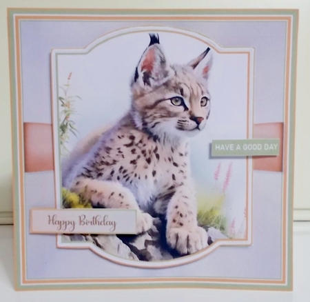Wildcat Babies by Pam Stubley