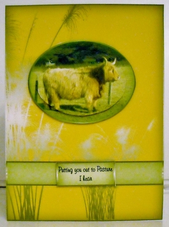 Highland Cattle by Pam Stubley