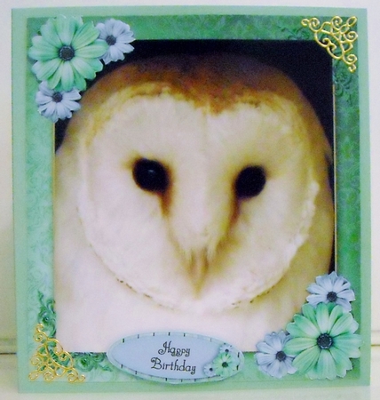 Gorgeous White Owl 8x8 by Pam Stubley