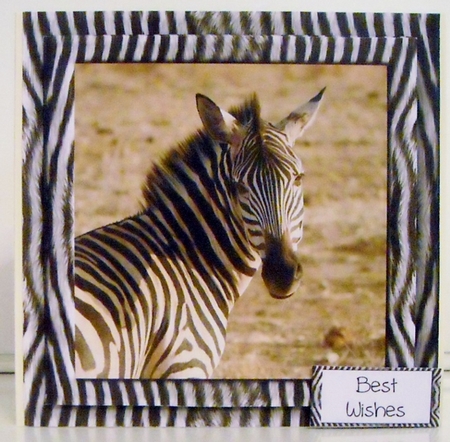 Animal Magic - The Zebra by Pam Stubley