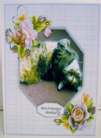Our Gorgeous Freckles - Lovable Pet Collection by Pam Stubley