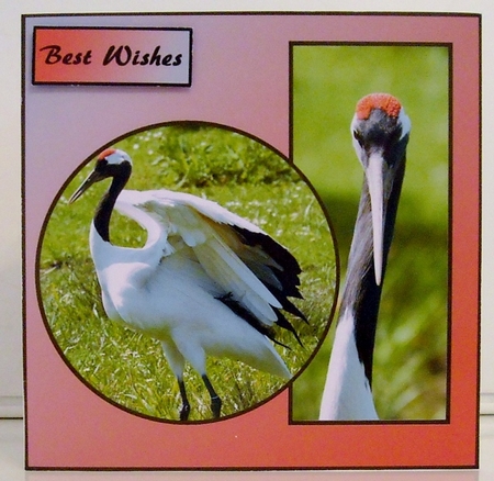 Cranes by Pam Stubley