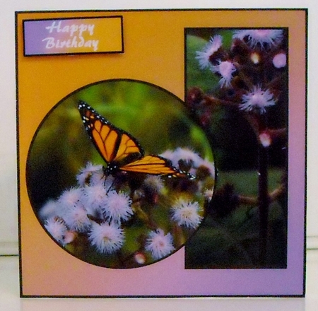 Monarch Butterfly by Pam Stubley