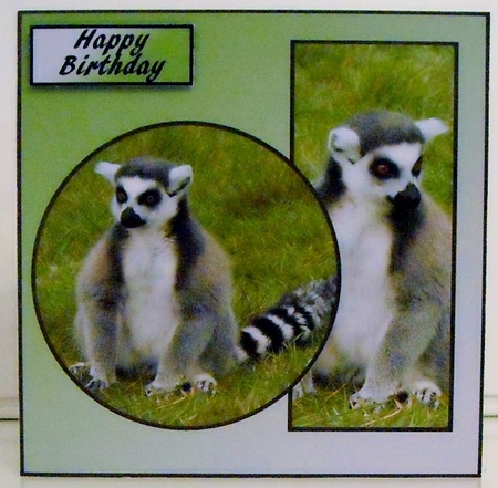 Lemur by Pam Stubley