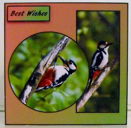Woodpecker by Pam Stubley