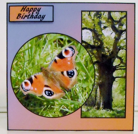 Peacock Butterfly by Pam Stubley
