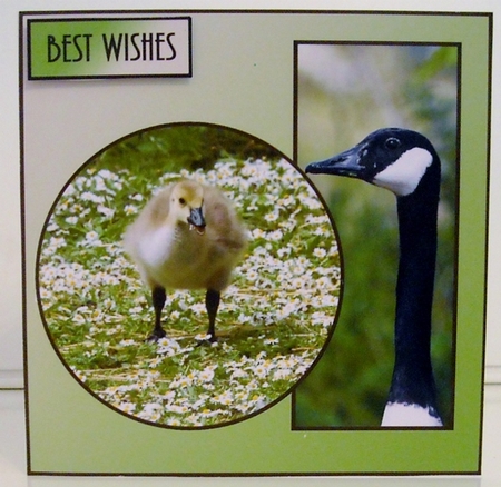 Canada Goose and Gosling by Pam Stubley
