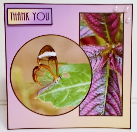 Transparent Butterfly  by Pam Stubley