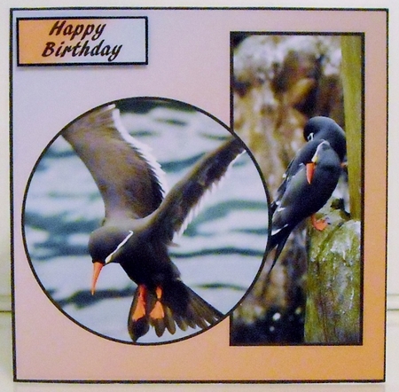 Inca Tern Birthday by Pam Stubley