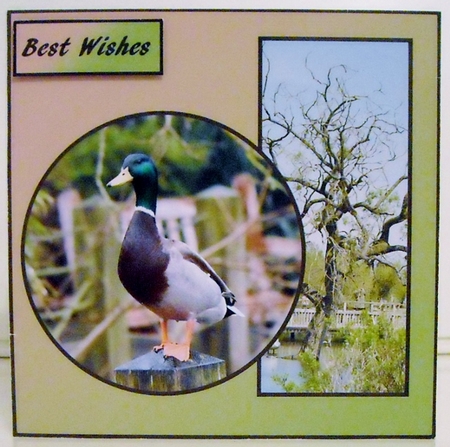 Mallard Birthday by Pam Stubley