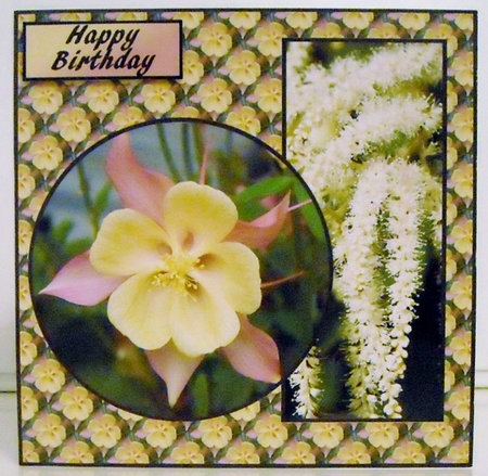 Aquilegia Birthday v2 by Pam Stubley