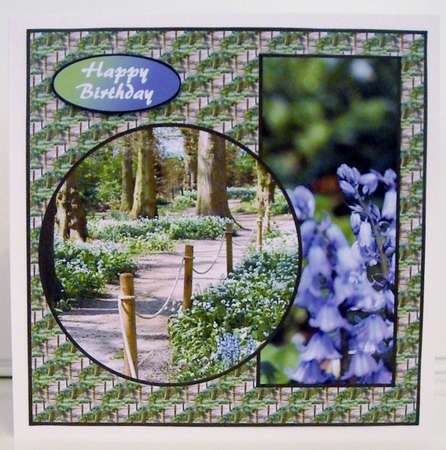 Bluebells v2 by Pam Stubley