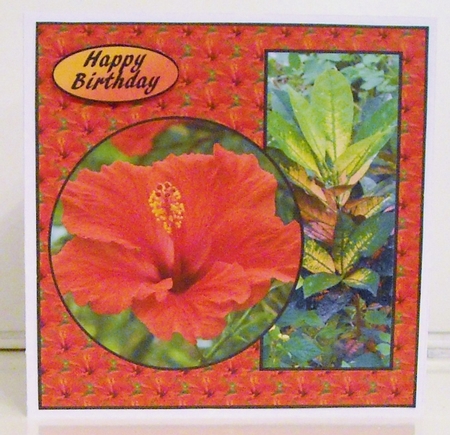 Hibiscus Birthday v2 by Pam Stubley
