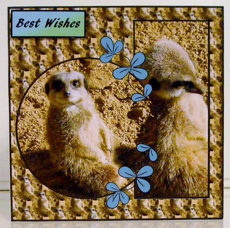 Meerkat Birthday v2 by Pam Stubley