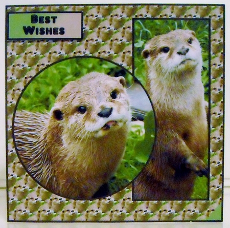 Otter v2 by Pam Stubley