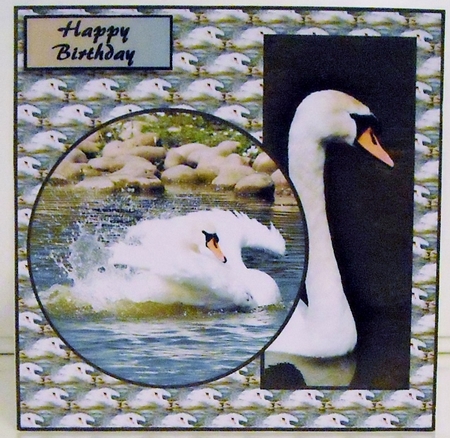 Swan v2 by Pam Stubley