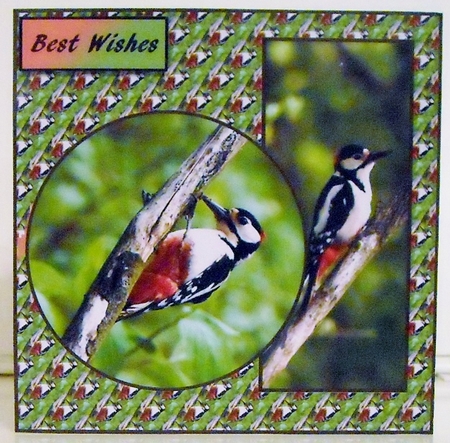 Woodpecker v2 by Pam Stubley