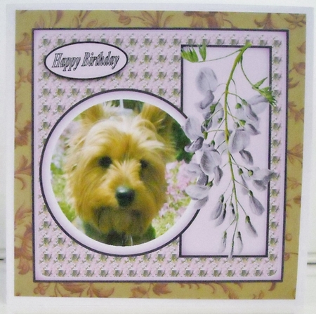 We love Yorkies  by Pam Stubley