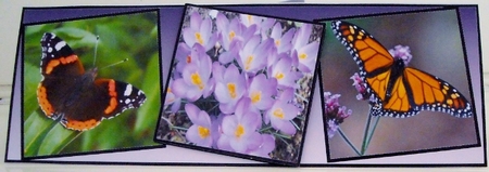 butterflies and flowers by Pam Stubley