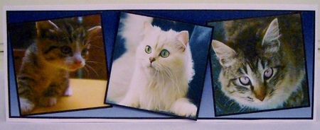 Three Little Kittens by Pam Stubley