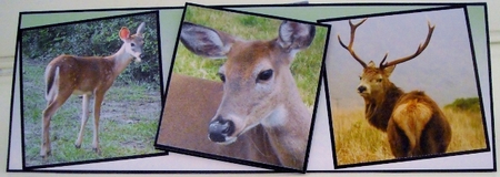 dear dear dear by Pam Stubley